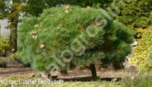 sosna czarna BAMBINO 'Gaelle Brégeon' - Pinus nigra BAMBINO 'Gaelle Brégeon' PBR