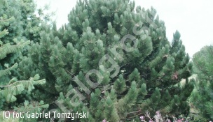 sosna czarna 'Géant de Suisse' - Pinus nigra 'Géant de Suisse' 