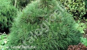 sosna czarna 'Globosa' - Pinus nigra 'Globosa' 
