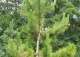 sosna czarna 'Goldfingers' - Pinus nigra 'Goldfingers' 