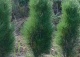 sosna czarna 'Green Tower' - Pinus nigra 'Green Tower' 