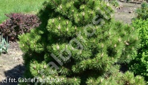 sosna czarna 'Helga' - Pinus nigra 'Helga' 