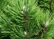 sosna czarna 'Helga' - Pinus nigra 'Helga' 