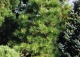 sosna czarna 'Hornibrookiana' - Pinus nigra 'Hornibrookiana' 