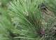 sosna czarna 'Hornibrookiana' - Pinus nigra 'Hornibrookiana' 