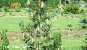 sosna czarna 'Jeddeloh' - Pinus nigra 'Jeddeloh' 