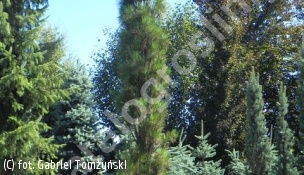 sosna czarna 'Molette' - Pinus nigra 'Molette' 