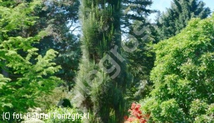 sosna czarna 'Obelisk' - Pinus nigra 'Obelisk' 