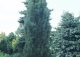 sosna czarna 'Obelisk' - Pinus nigra 'Obelisk' 