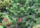 sosna czarna 'Oregon Green' - Pinus nigra 'Oregon Green' 