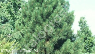 sosna czarna 'Pyramidalis' - Pinus nigra 'Pyramidalis' 