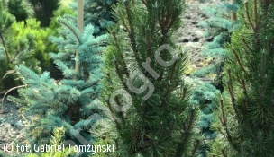 sosna czarna 'Richard' - Pinus nigra 'Richard' 