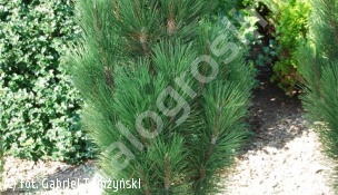 sosna czarna 'Scholz' - Pinus nigra 'Scholz' 