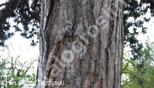 sosna czarna - Pinus nigra subsp. nigra 