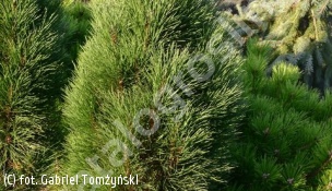 sosna czarna 'Zimmer' - Pinus nigra 'Zimmer' 