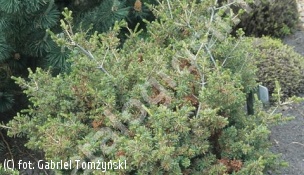 sosna drobnokwiatowa ''Adcock's Dwarf' - Pinus parviflora 'Adcock's Dwarf' 