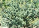 sosna drobnokwiatowa 'Glauca' - Pinus parviflora 'Glauca' 