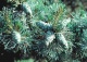 sosna drobnokwiatowa 'Glauca' - Pinus parviflora 'Glauca' 