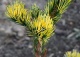 sosna drobnokwiatowa ‘Goldilocks’ - Pinus parviflora 'Goldilocks' 