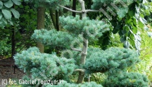 sosna drobnokwiatowa 'Negishi' - Pinus parviflora 'Negishi' 