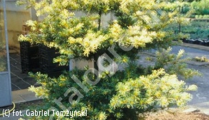 sosna drobnokwiatowa 'Ogon-janome' - Pinus parviflora 'Ogon-janome' 
