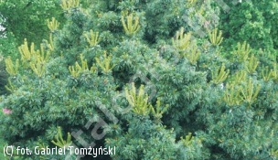 sosna drobnokwiatowa 'Schoon's Bonsai' - Pinus parviflora 'Schoon's Bonsai' 