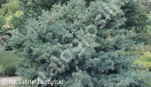 sosna drobnokwiatowa 'Schoon's Bonsai' - Pinus parviflora 'Schoon's Bonsai' 