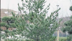 sosna rumelijska - Pinus peuce 