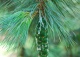 sosna rumelijska - Pinus peuce 