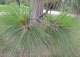 sosna żółta - Pinus ponderosa 