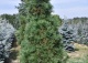 sosna karłowa 'Glauca' - Pinus pumila 'Glauca' 
