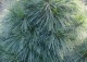 sosna Schwerina 'Wiethorst' - Pinus ×schwerinii 'Wiethorst' 