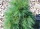sosna Schwerina 'Wiethorst' - Pinus ×schwerinii 'Wiethorst' 