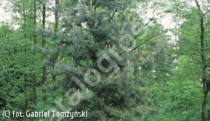 sosna wejmutka 'Fastigiata' - Pinus strobus 'Fastigiata' 