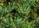 sosna wejmutka 'Krügers Lilliput' - Pinus strobus 'Krügers Lilliput' 