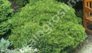 sosna wejmutka 'Macopin' - Pinus strobus 'Macopin' 