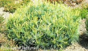 sosna wejmutka 'Minima' - Pinus strobus 'Minima' 