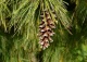 sosna wejmutka 'Pendula' - Pinus strobus 'Pendula' 