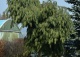sosna wejmutka 'Pendula' - Pinus strobus 'Pendula' 
