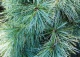 sosna wejmutka 'Radiata' - Pinus strobus 'Radiata' 