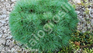 sosna wejmutka ‘Sea Urchin’ - Pinus strobus 'Sea Urchin' 