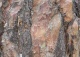 sosna pospolita - Pinus sylvestris 