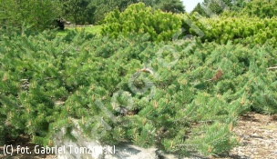 sosna pospolita 'Albyns' - Pinus sylvestris 'Albyns' 
