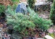 sosna pospolita 'Albyns' - Pinus sylvestris 'Albyns' 