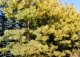 sosna pospolita 'Aurea' - Pinus sylvestris 'Aurea' 