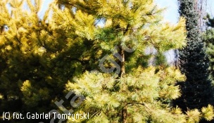 sosna pospolita 'Aurea' - Pinus sylvestris 'Aurea' 