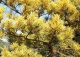 sosna pospolita 'Aurea Nisbeth' - Pinus sylvestris 'Aurea Nisbet' 