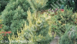 sosna pospolita 'Aurea Nisbeth' - Pinus sylvestris 'Aurea Nisbet' 