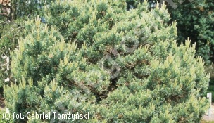 sosna pospolita 'Beuvronensis' - Pinus sylvestris 'Beuvronensis' 