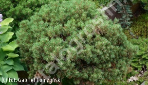 sosna pospolita 'Beuvronensis' - Pinus sylvestris 'Beuvronensis' 